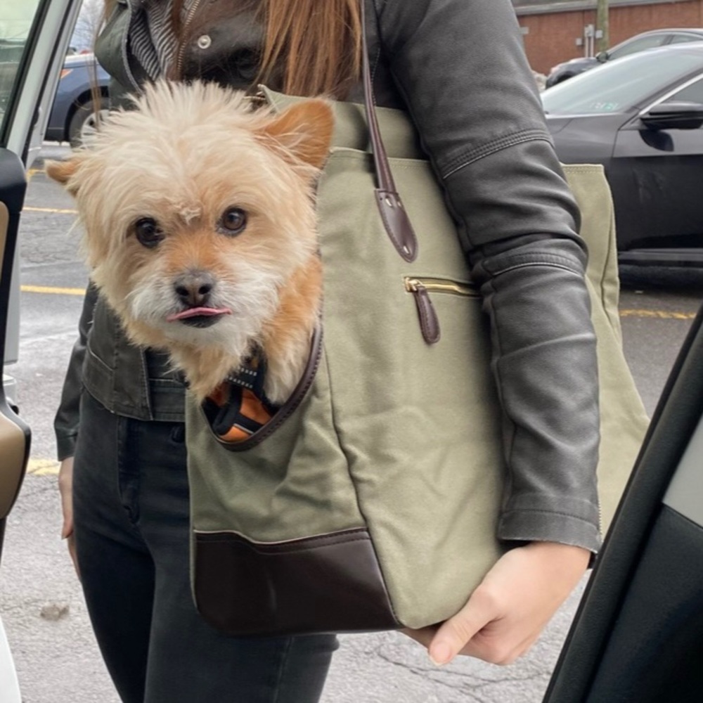 Django dog carrier bag - large